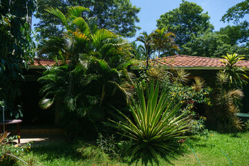 Tropical garden with palm trees and plants in the summer.