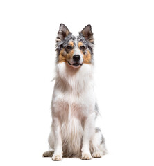 Australian Shepherd dog sitting, cut out