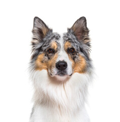 Close-up of Australian Shepherd dog, cut out