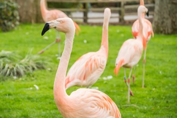 Closeup of a flock of flamingos in a grassy field on a sunny day