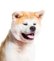 Close-up of Akita Inu dog panting, cut out