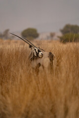 Oryxantilope, Namibia