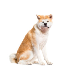 Akita Inu dog sitting, cut out