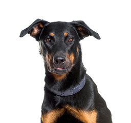 Fototapeta premium Close-up of Beauceron dog, cut out