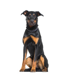 Obraz premium Beauceron dog sitting, cut out