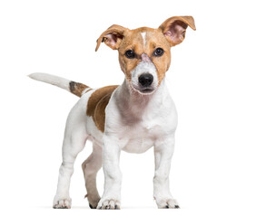 Jack Russel terrier dog standing, cut out