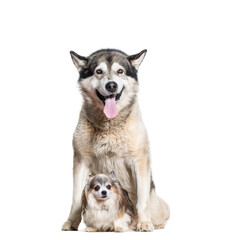 Alaskan Malamute panting and chihuahua dogs sitting, cut out