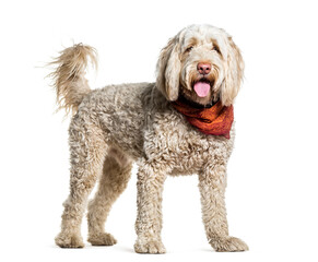 Portuguese Water Dog standing and panting, cut out