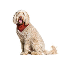 Portuguese Water Dog sitting and panting, cut out