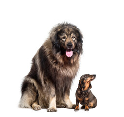 Sarplaninac panting and dachshund dogs sitting, cut out