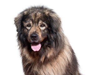 Close-up of Sarplaninac dog panting, cut out