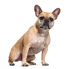 French bulldog dog sitting, cut out