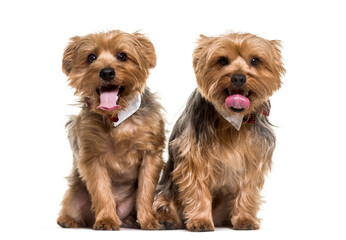 Two yorkshire terrier dogs sitting and panting, cut out