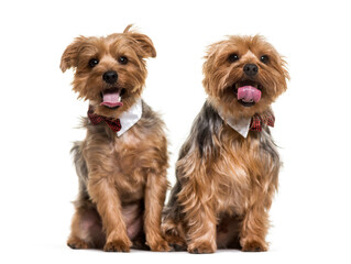 Two yorkshire terrier dogs sitting and panting, cut out