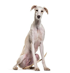 Obraz na płótnie Canvas Spanish greyhound dog sitting, cut out
