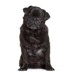 Old black Pug sitting, cut-out