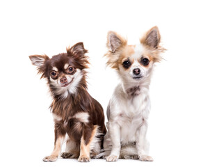 Two Chihuahua dogs sitting, cut out