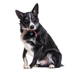 Border Collie dog sitting, cut out
