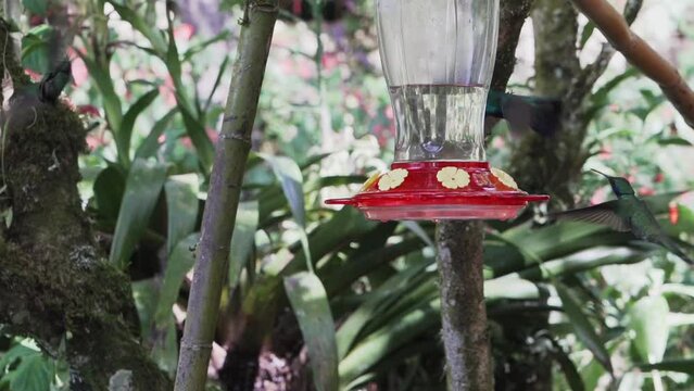quick and tiny humming birds flying around a feeder in the rainforest near Revash in the andes mountains of Peru.