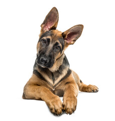 Young German Shepherd dog lying, cut out