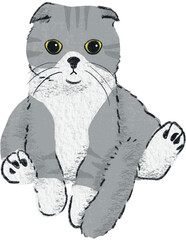 hand drawn cartoon of scottish fold cat, color pencil drawing of kitten a house hold pet