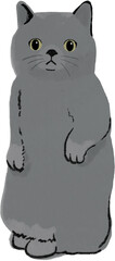 a hand drawn color pencil british short hair cat kitten