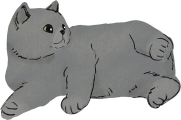 a hand drawn color pencil british short hair cat kitten