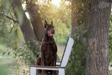 doberman in the park