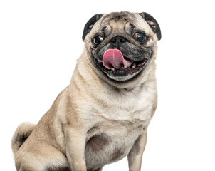 Pug dog sitting and sticking tongue, cut out