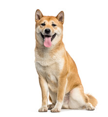 Shiba Inu dog sitting and panting, cut out