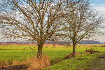 Two large bare trees on the edge of a meadow. Yellowed reeds are visible in the foreground. It is a cloudy day at the beginning of the Dutch winter season.