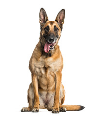 Obraz premium Malinois dog sitting and panting, cut out