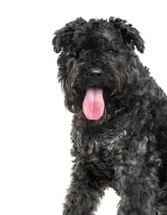 Bouvier des flandres dog panting, cut out