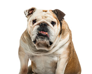 Fototapeta premium English bulldog dog sitting, cut out