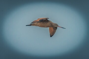 Marbled godwit bird in flight