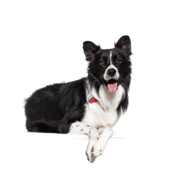 black and white lying down Border Collie Dog panting, cut-out