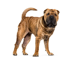 Obraz premium Standing brown Shar-pei dog, cut-out