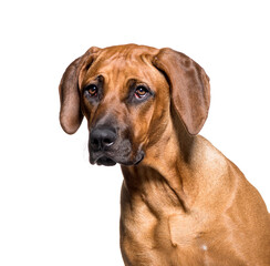 Obraz premium Close-up of mixed-breed dog, cut out