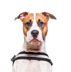 Close-up of American Staffordshire Terrier dog, cut out