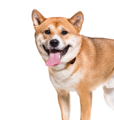 Shiba Inu dog standing and panting, cut out