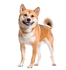 Shiba Inu dog standing, cut out