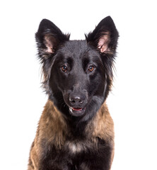 Close-up of Tervuren dog, cut out