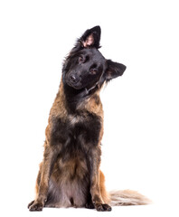 Tervuren dog sitting, cut out