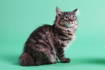gray Kuril bobtail kitten close up photo on green background. High quality photo
