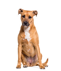 Mixed-breed dog sitting, cut out