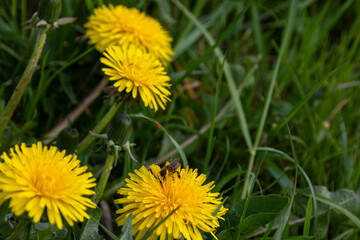 Close-up of blooming yellow lion flowers (Taraxacum officinale) in the garden at spring time. Detail of bright common dandelions in the meadow in spring.