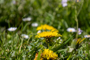 Close-up of blooming yellow lion flowers (Taraxacum officinale) in the garden at spring time....
