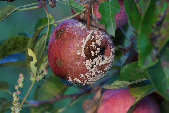 Rotten apples on the tree . Spoiled apple crop. Fruits infected with apple monilia fructigena.