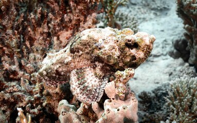 False stonefish (Scorpaenopsis diabolus) underwater in its natural habitat