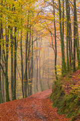 Obraz premium Dias de niebla y color en el bosque